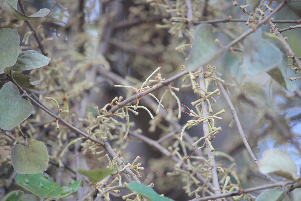 Scurrula cordifolia (Wall.) G.Don